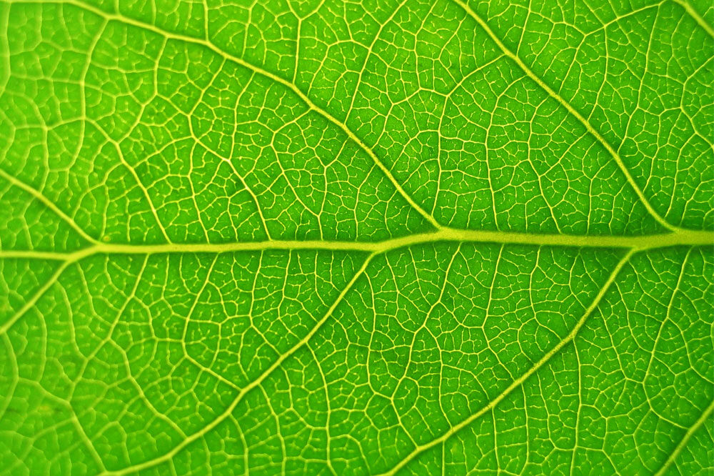 Extreme close up of the surface of a leaf.